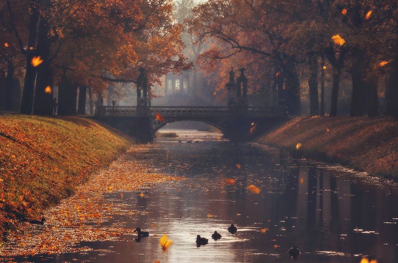 питер, царское село, царское, александровский, александровский парк, пушкин, питер, пейзаж, landscape, tsarskoyeselo, autumn, городской пейзаж, санкт-петербург Свет осени ушедшей. . .photo preview