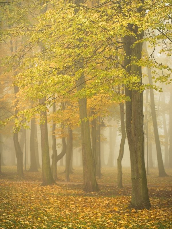 jesień w parkuphoto preview