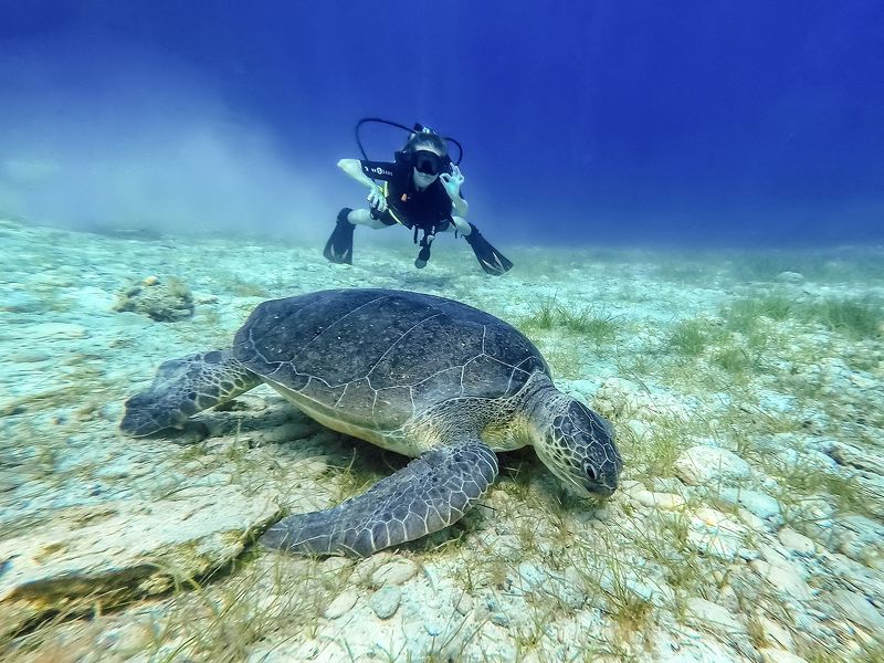 #underwater Underwater Freedomphoto preview