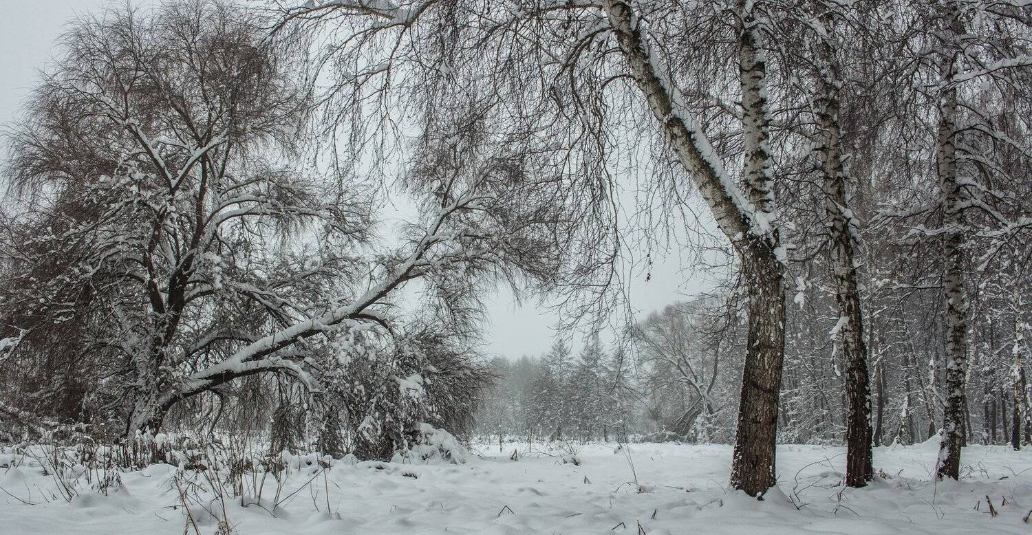 Автор: Руслан Востриков лес, зима, снег, берёзы, туман, Руслан Востриков