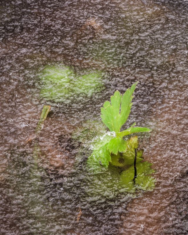 осень, зима, заморозки, листья, лед, абстрактный, крупный план Замерзающий лист. Природа Одесской области.photo preview