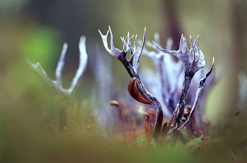 осень,лес,гриб. Остались от козлика рожки...photo preview