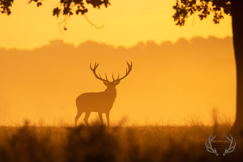 #deer #nature #wildlife #animals #mammals #zwierzeta #jelen   Red Deer photo preview