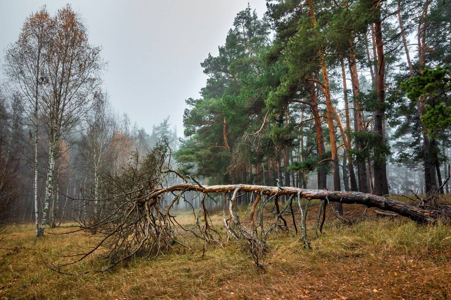 лес, сосны, туман, осень, ноябрь, заповедник, Руслан Востриков