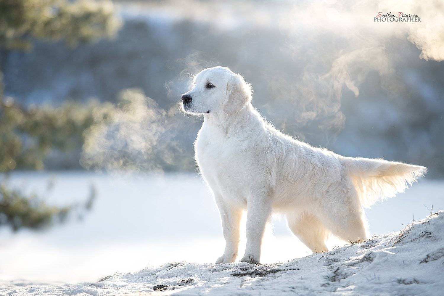 , Светлана Писарева
