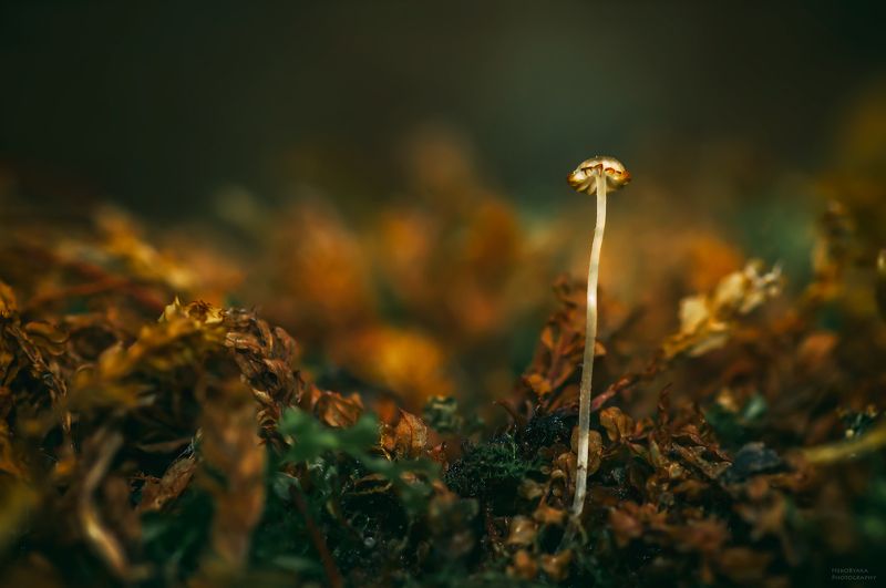 макро, природа, грибы, улитки, мох, macro, nature, mushrooms, snails, moss, В мире крохотных грибовphoto preview