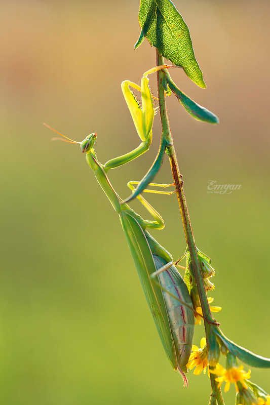 богомол, mantis, mantis religiosa, green, praying mantis, insects, macro, macrophotography, nature, animals Богомолphoto preview