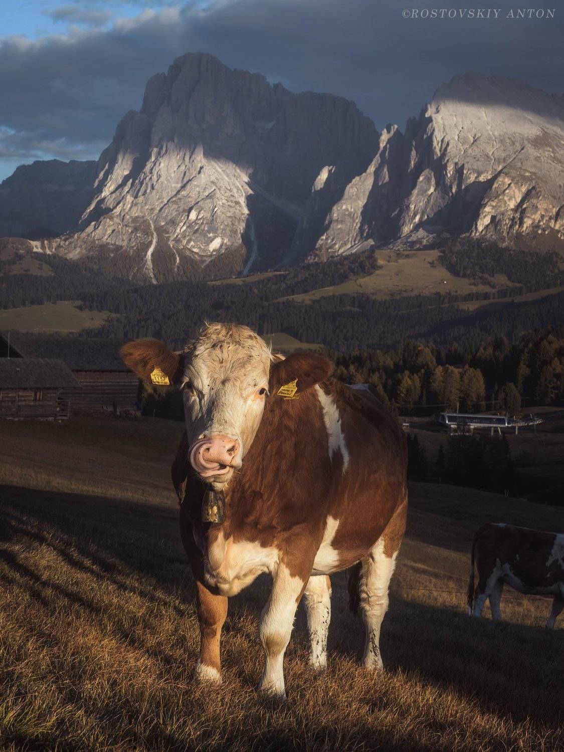 Доломиты, Альпы, фототур, корова, бурёнка, Антон Ростовский