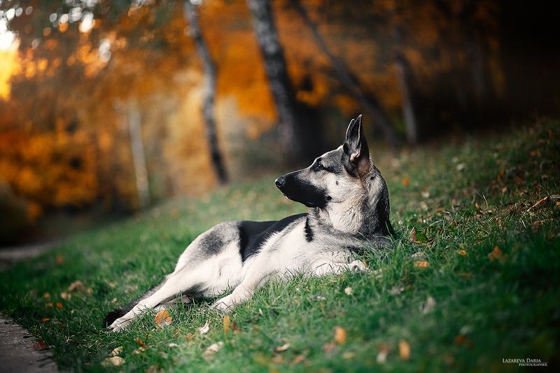 собака, природа, лес, овчарка На отдыхеphoto preview