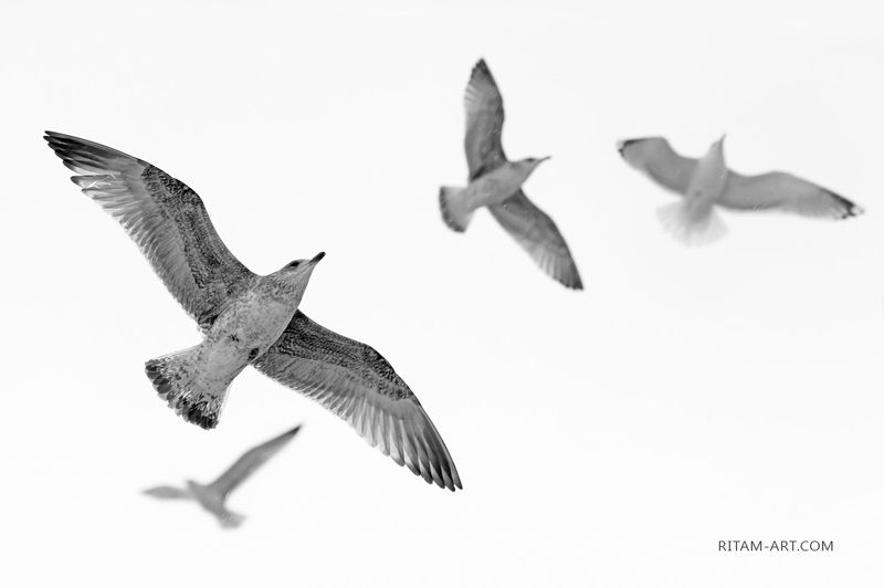 A Bird\'s Dream / И снится птице...photo preview