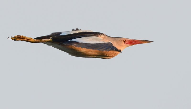 bird, birds, wings, flight, feathers, nature, animal, birding, birdwatching Little bitternphoto preview