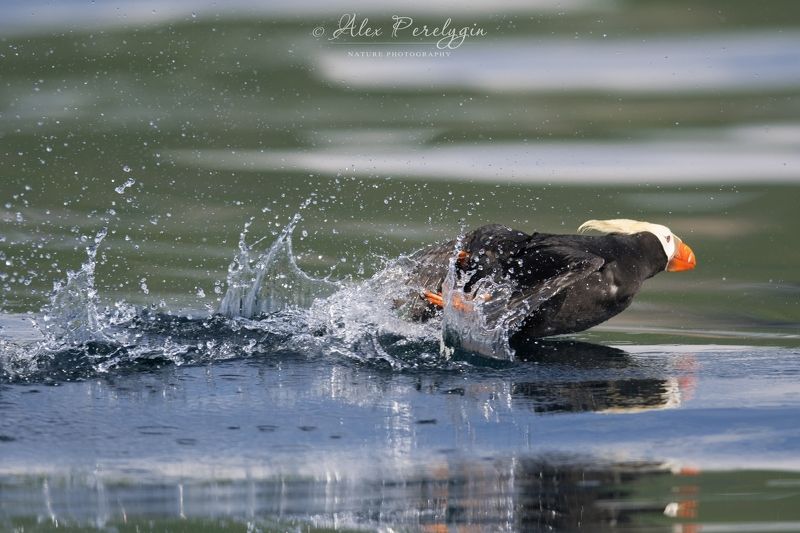 Бегущий по водеphoto preview