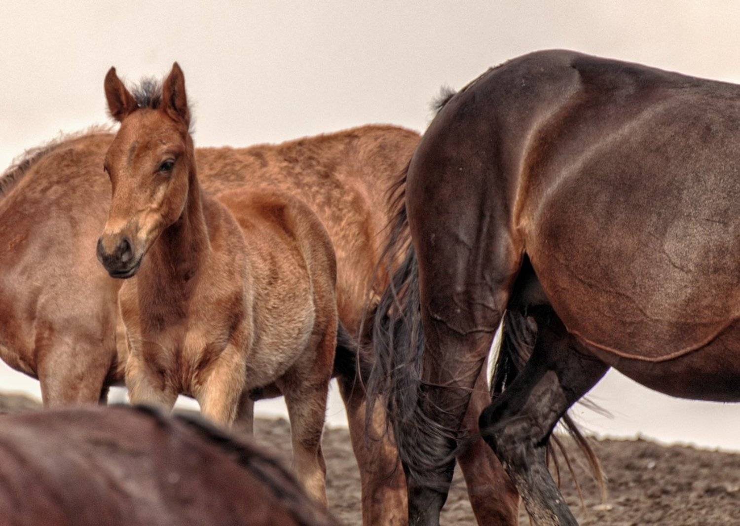 Охраняем жеребенка.. Автор: Анатолий Салтыков лошади,жеребенок,, Анатолий Салтыков