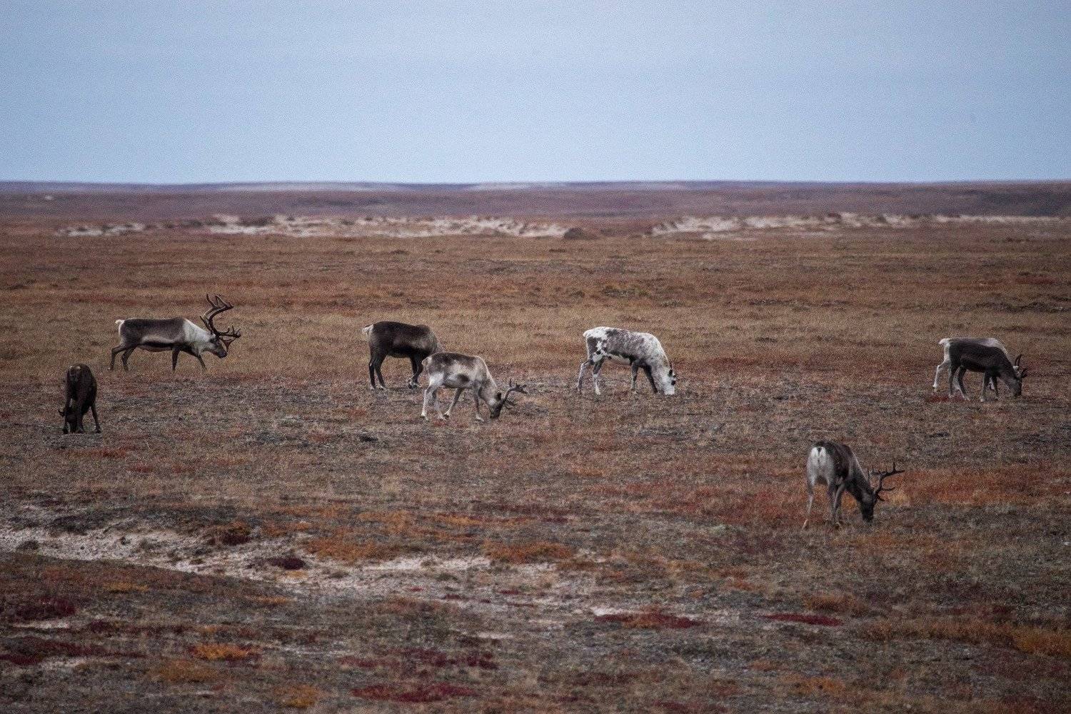 Палитра осени. Автор: Марина Сивакова ямал, север, заполярье, олени, Марина Сивакова