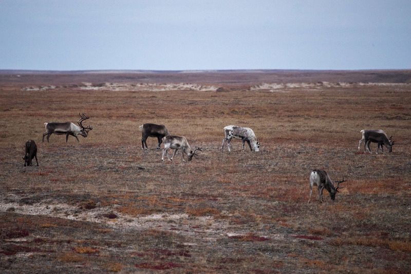 ямал, север, заполярье, олени Палитра осениphoto preview