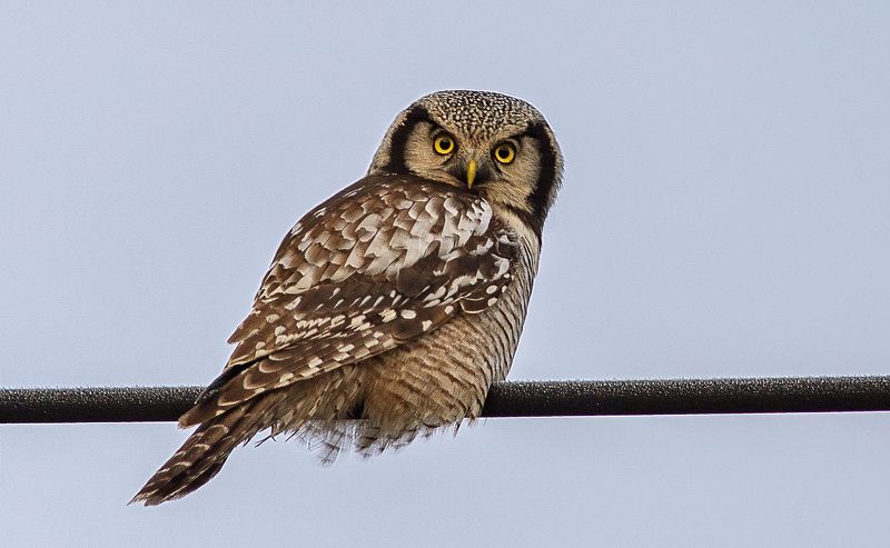 совы,птицы,север,коми,сова ястребиная,печора,owls, birds, north, komi, hawk owl, pechora Сова ястребинаяphoto preview