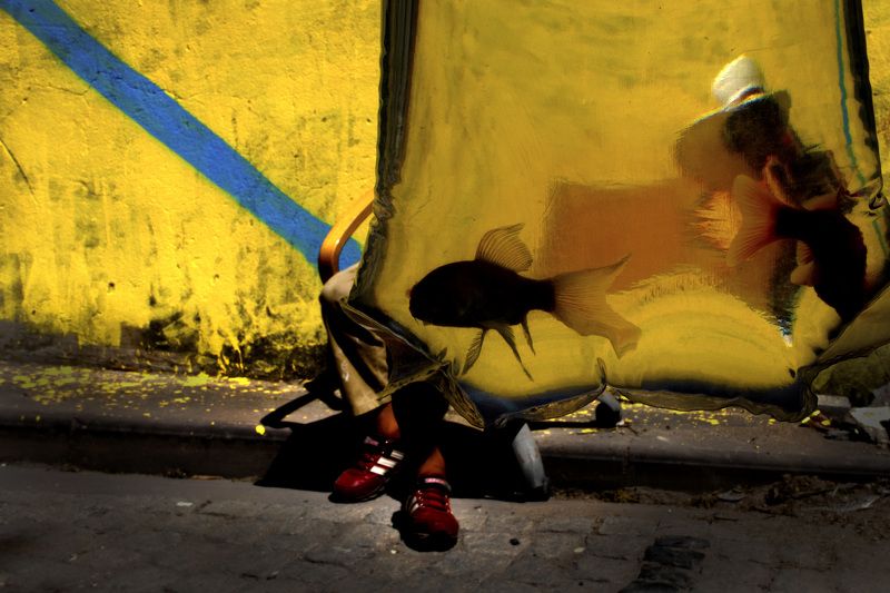 balık yellow fish fishphoto preview