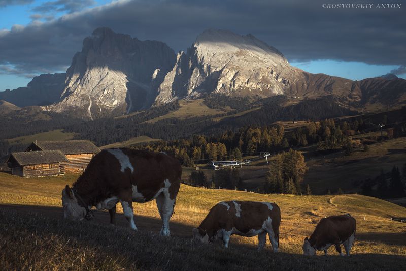 доломиты, Альпы, коровы, коровки, гора, горы, вечер, закат, Италия, фототур, triplaunch, Альпийская гармония photo preview