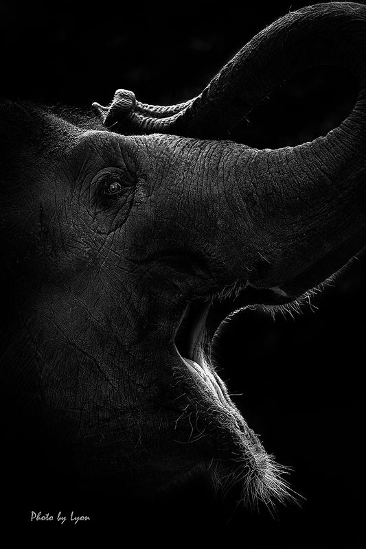 Portraits of animalsphoto preview