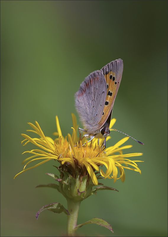 мотылёк, черновец пятнистый ***photo preview