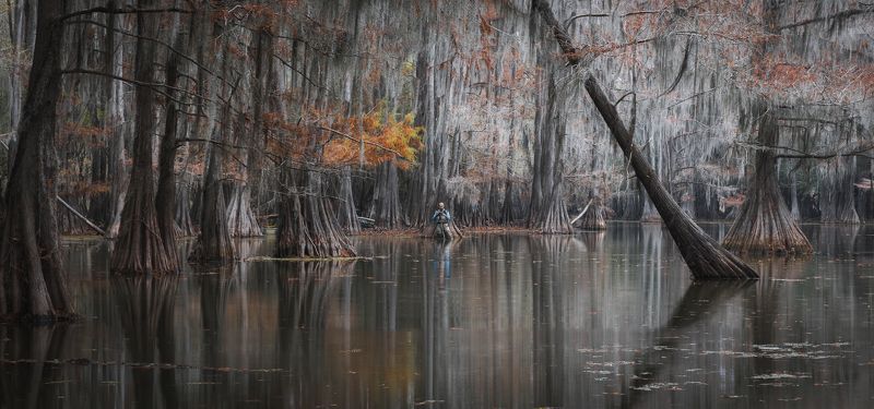 кипарисы, осень, болото, америка Реальный фотограф в нереальном пейзажеphoto preview