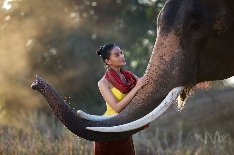 elephant, portrait, thailand, wildlife,  Elephant portrait photo preview