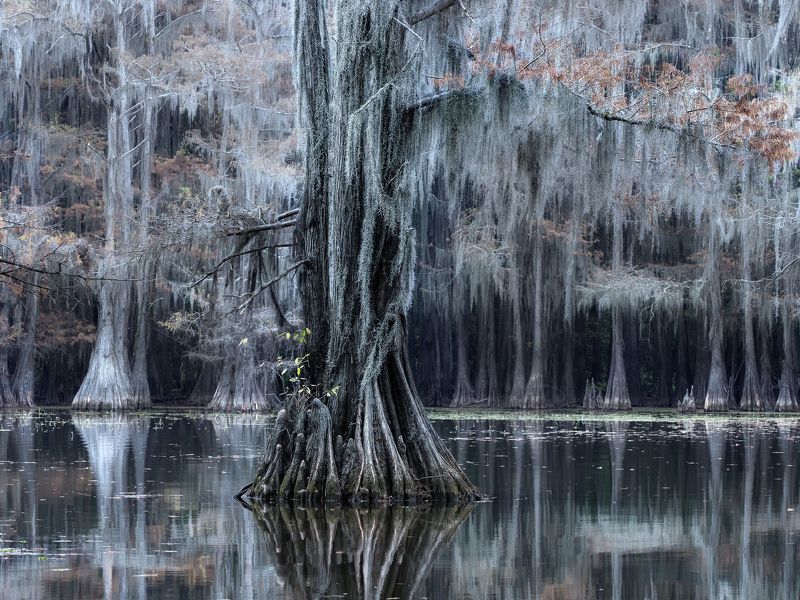 пруд, отражение, осень, кипарисы, болото Волшебный лесphoto preview