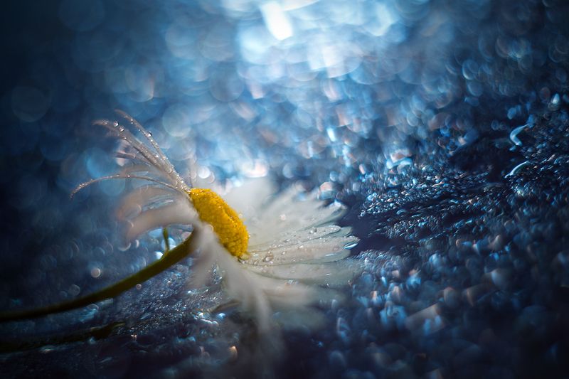 cold flowerphoto preview