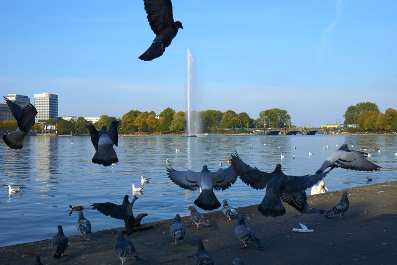 Голубиphoto preview