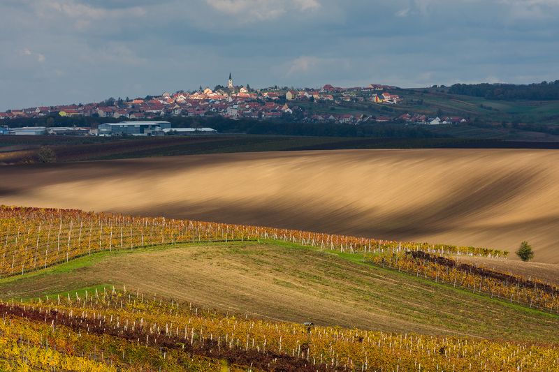 осень, моравия, виноград, поле, чехия Осень в Южной Моравииphoto preview