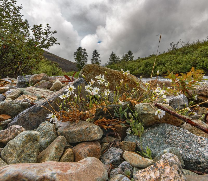 Камешки цветочкиphoto preview