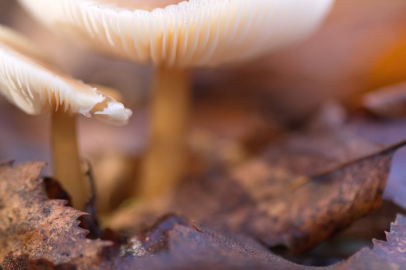 В ВОЛШЕБНОМ ЛЕСУphoto preview