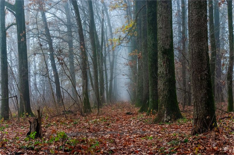 осень, парк, туман. Последний день осениphoto preview