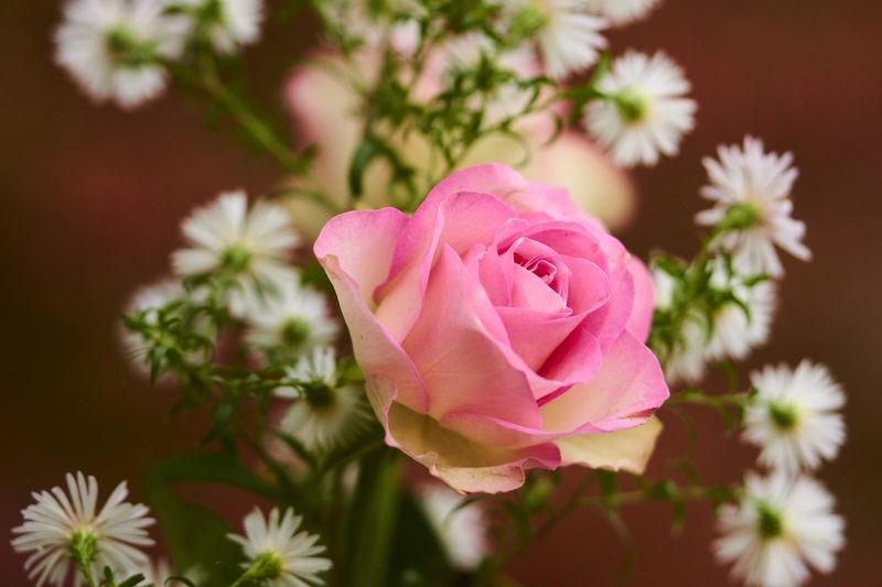 Розаphoto preview