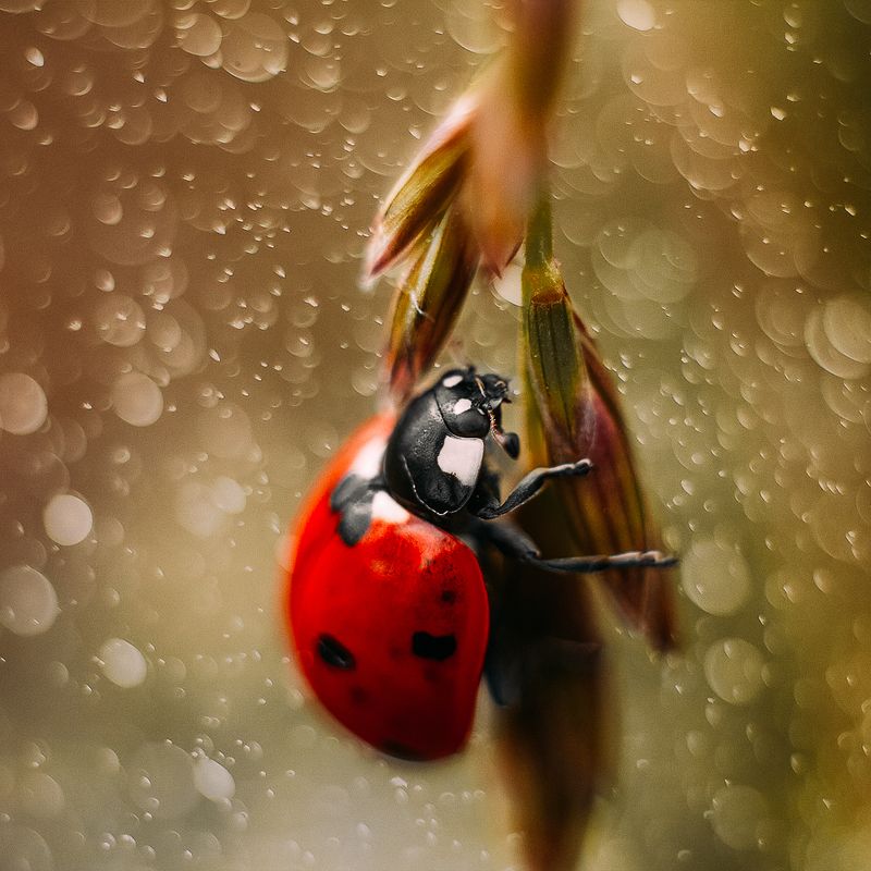 жук макро насекомые Coccinellidaephoto preview