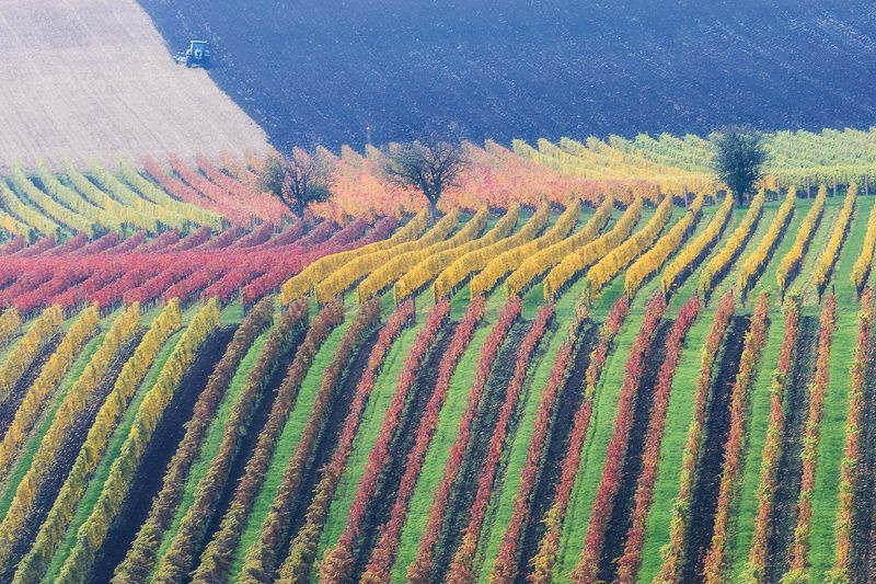 моравия, чехия, виноград, поля, трактор, осень Граффитиphoto preview