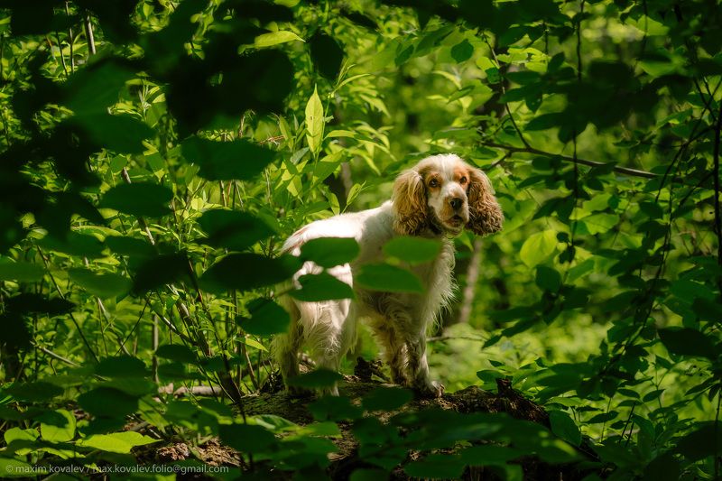 kuzminki, animal, dog, foliage, green, leaf, leaves, nature, park, plant, portrait, summer, white, кузьминки, белый, животное, зелёный, лето, лист, листва, листья, парк, портрет, природа, пёс, растение, собака, спаниель Хыщникphoto preview