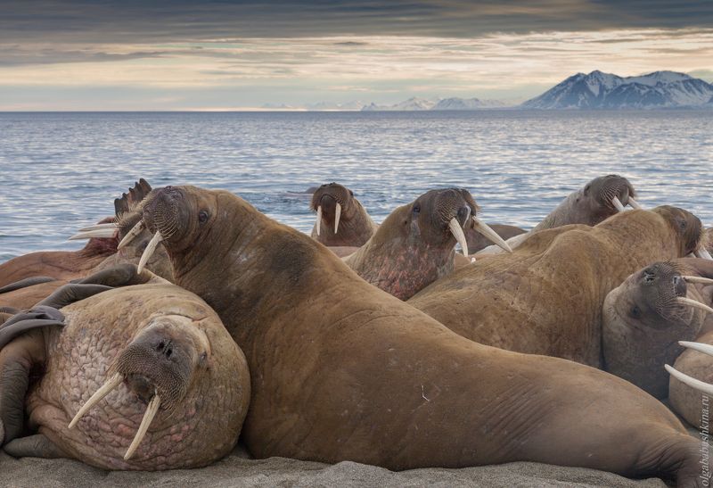 арктика, моржи, море, краснодар, шпицберген Отдыхайте на курортах Северного Ледовитого океана.photo preview