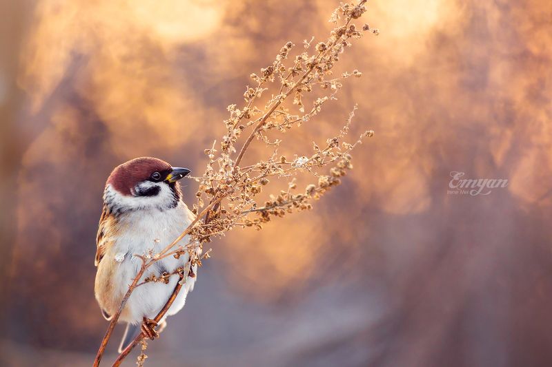 воробей полевой, животные, птицы, закат, golden light, tree sparrow, birds, animals, wildlife, nature Вечерняя трапезаphoto preview