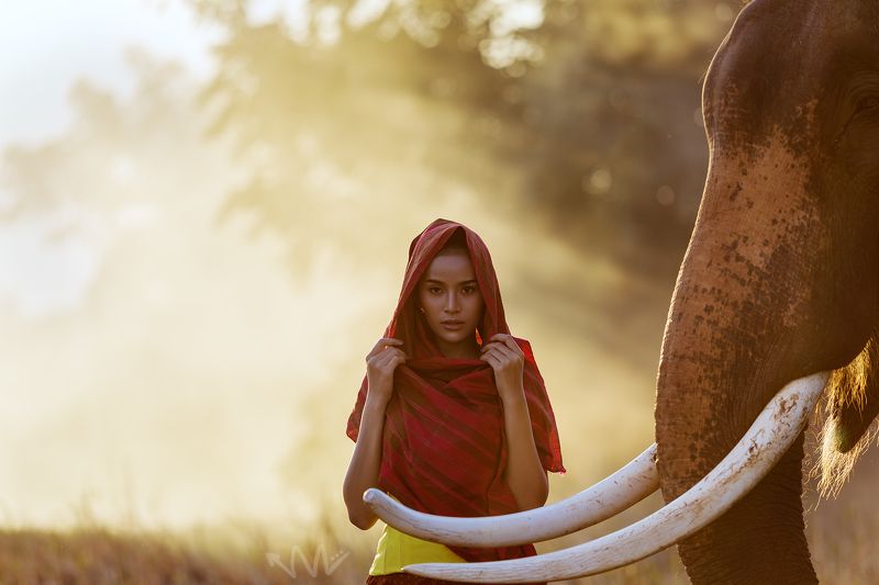 elephant, portrait, thailand, woman Toeyphoto preview