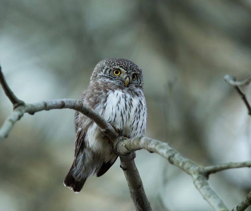 птицы, воробьиный сыч, сова, хищник, Режим поиска жертвыphoto preview