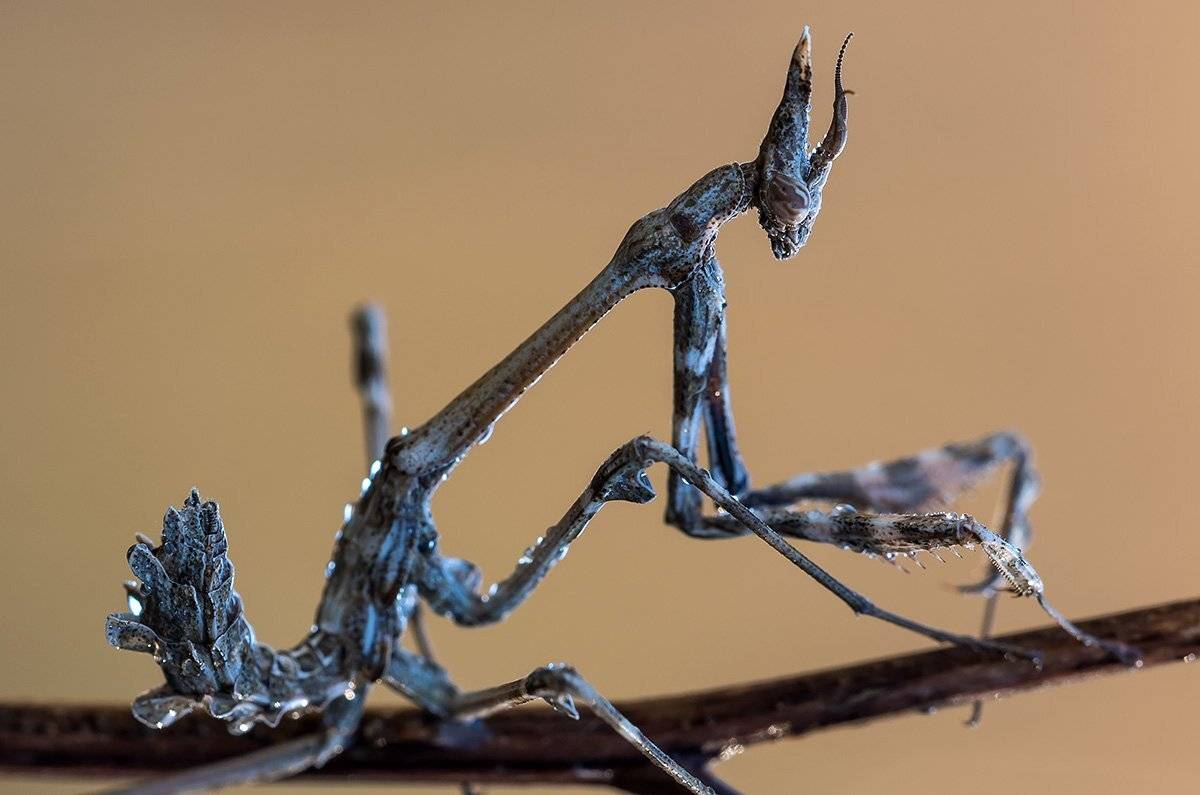 Мефистофель. Автор: Александр Земляной , Александр Земляной