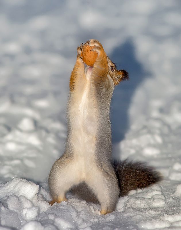 белка,белки,зима,север,природа,коми,животные,векша Белка-жадинаphoto preview