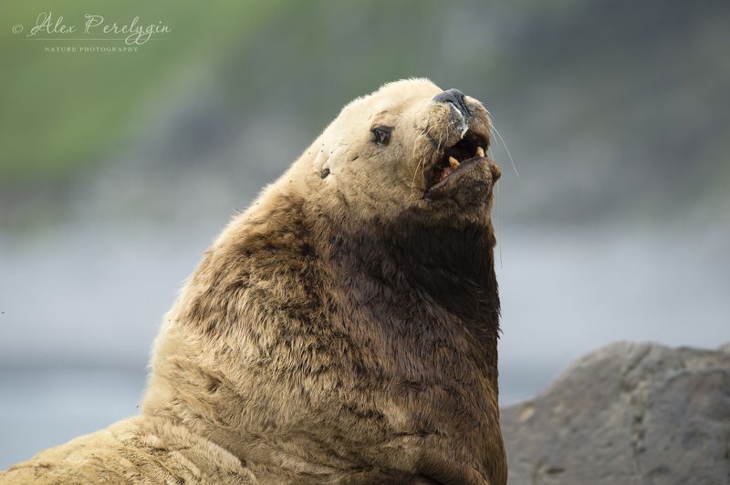 Портрет старого сивучаphoto preview