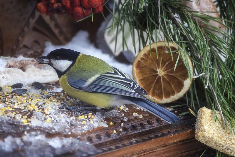 зима, птицы, кормушки, птичья еда, синицы, воробьи Птичий ресторанphoto preview