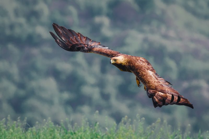 #wild #wildlife #bird #nature #flying орел ( golden eagle )photo preview