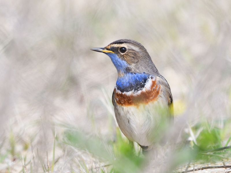 bird, birds, wings, feathers, birding, birdwatching Bluethroatphoto preview