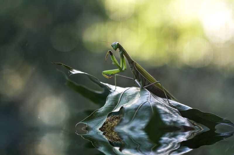 богомол, лист, осень, боке photo preview