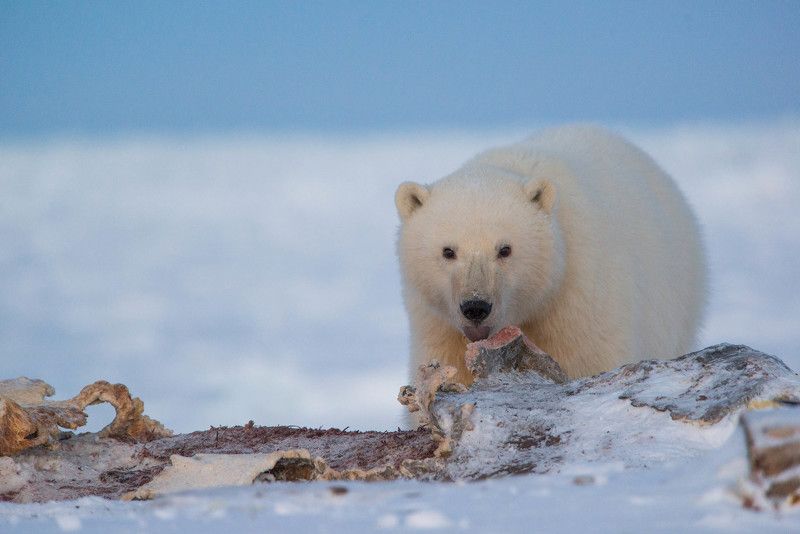 чукотка арктика море медведь белый полярный морской мыс кожевникова рыркайпий медвежонок Сирота...photo preview