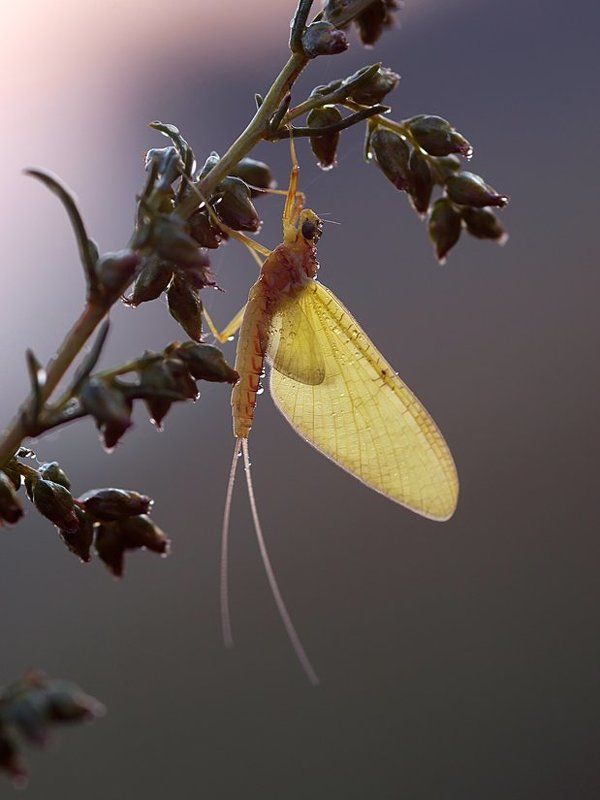 сборщик виноградаphoto preview